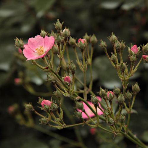 Rosa Budai Lina emléke - rózsaszín - Apróvirágú - magastörzsű rózsafa- csüngő koronaforma